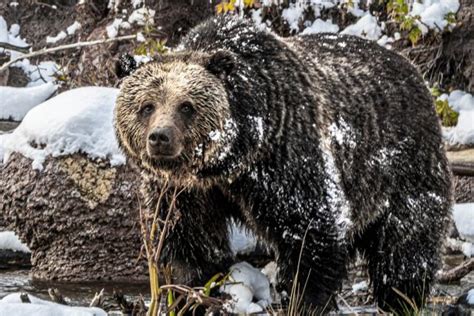 First grizzly bear emerges from long winter's nap at Yellowstone